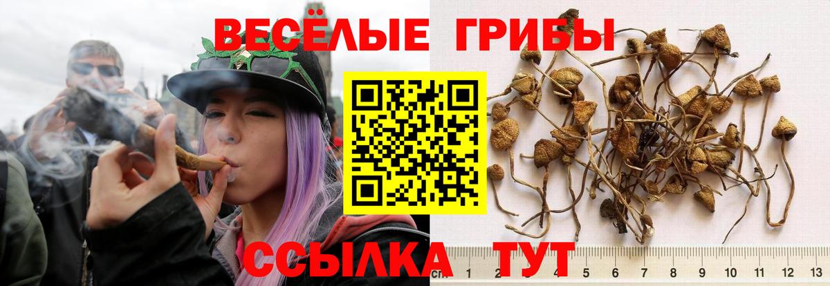 Псилоцибиновые грибы MAGIC MUSHROOMS Дивногорск